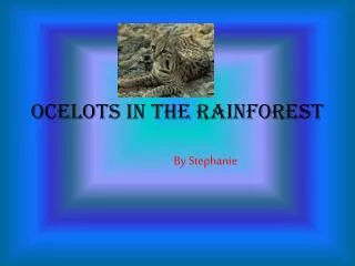 Ocelots in the Rainforest
