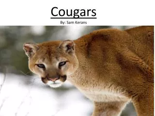 Cougars By: Sam Kerans