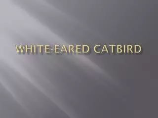 white eared catbird