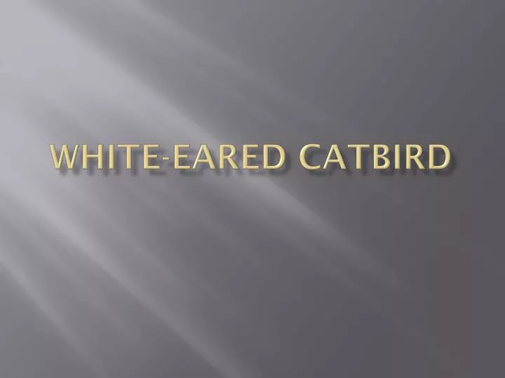 white eared catbird