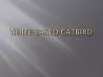 White-eared Catbird
