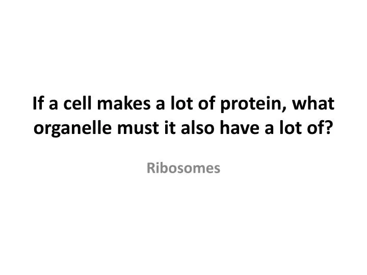 if a cell makes a lot of protein what organelle must it also have a lot of
