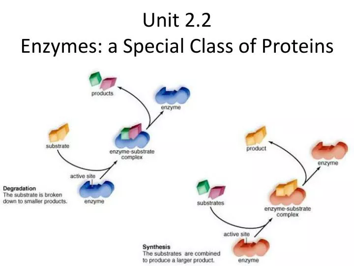 unit 2 2 enzymes a special class of proteins