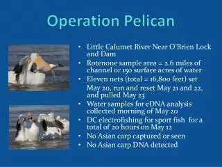 Operation Pelican