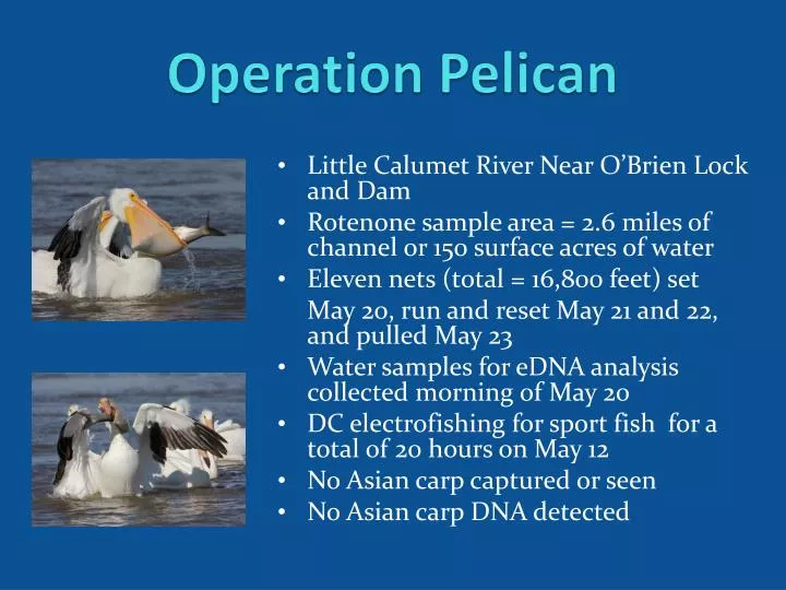 operation pelican