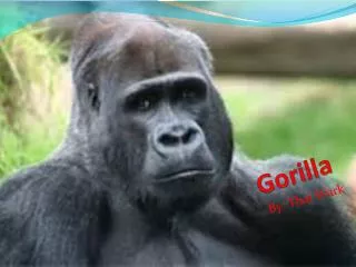 Gorilla