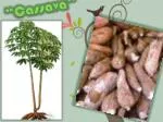 “Cassava” - slide 1