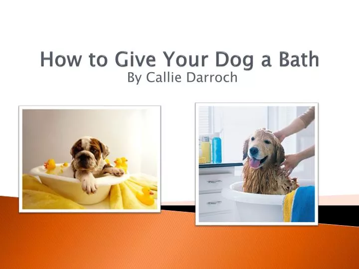 how to give your dog a bath