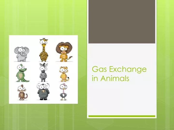 gas exchange in animals