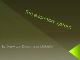 the excretory system