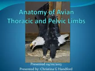 Anatomy of Avian Thoracic and Pelvic Limbs