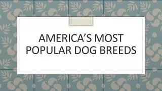 America’s Most Popular Dog Breeds