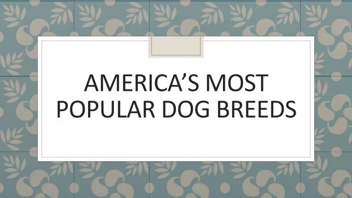 america s most popular dog breeds
