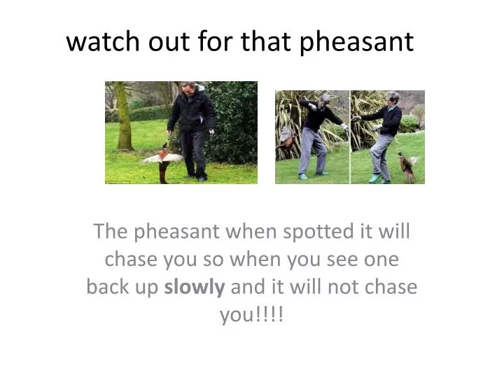 watch out for that pheasant