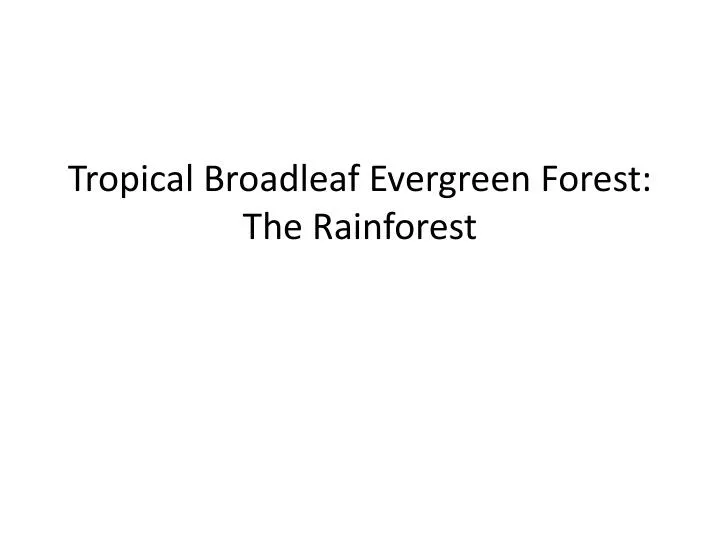tropical broadleaf evergreen forest the rainforest