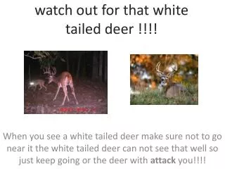 watch out for that white tailed deer !!!!