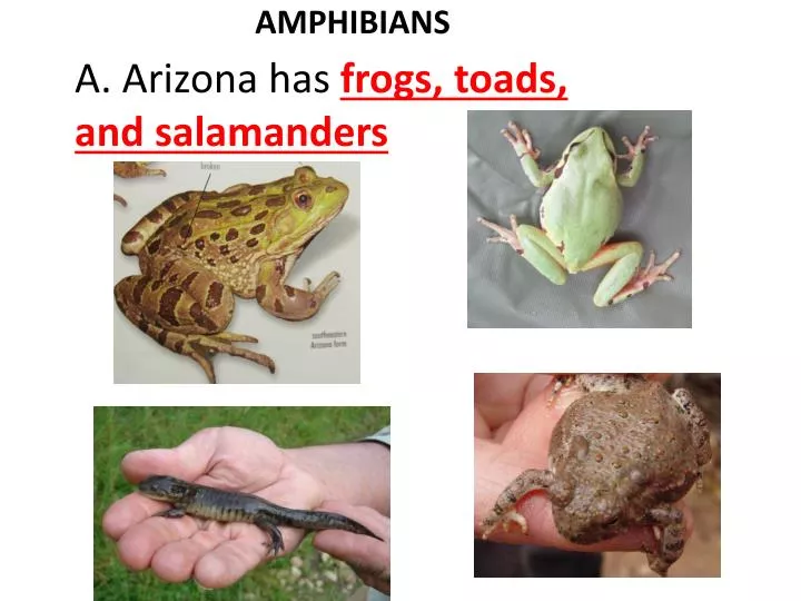 amphibians