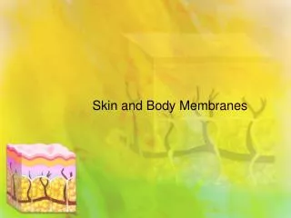 Skin and Body Membranes