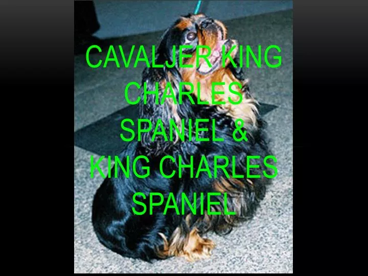cavaljer king charles spaniel king charles spaniel