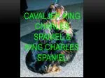 Cavaljer king charles spaniel &amp; King cHarles spaniel