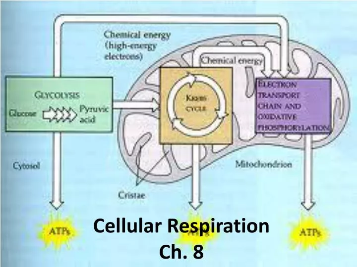 cellular respiration ch 8