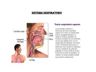sistema respiratorio