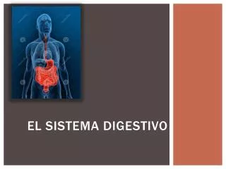el sistema digestivo