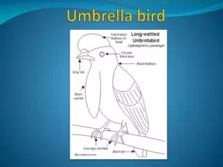 umbrella bird