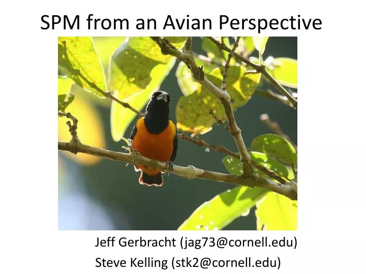 spm from an avian perspective