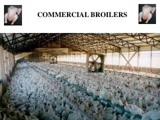 COMMERCIAL BROILERS