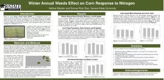 Winter Annual Weeds Effect on Corn Response to Nitrogen