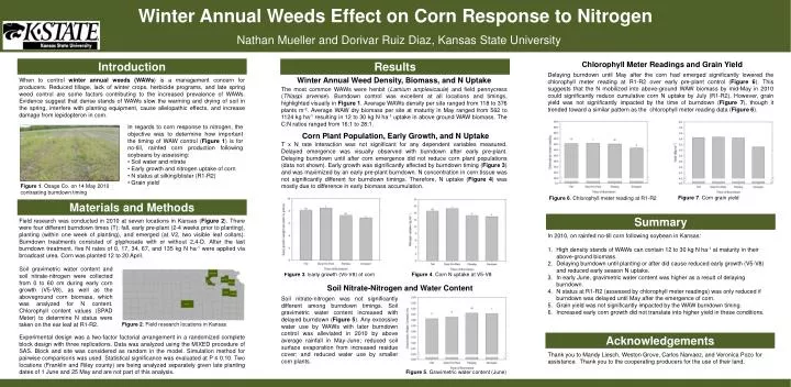winter annual weeds effect on corn response to nitrogen