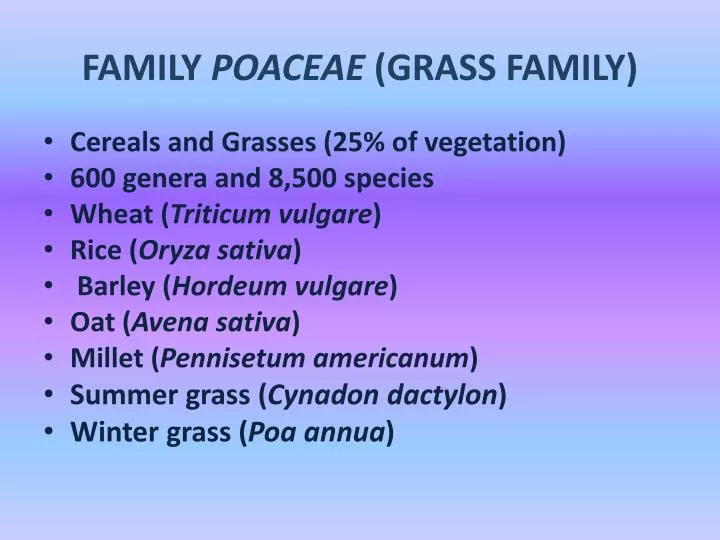 family poaceae grass family