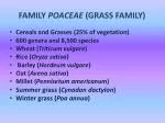 FAMILY POACEAE (GRASS FAMILY)