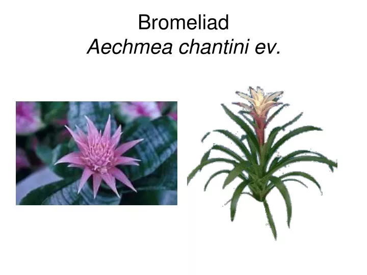 bromeliad aechmea chantini ev