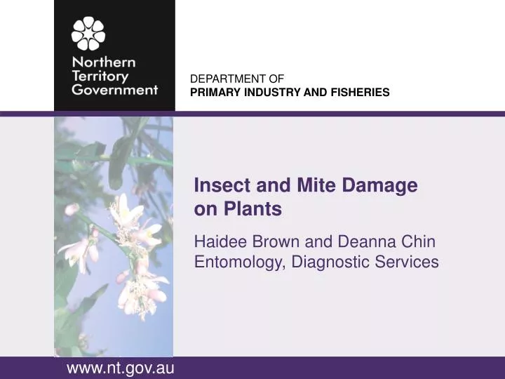 insect and mite damage on plants