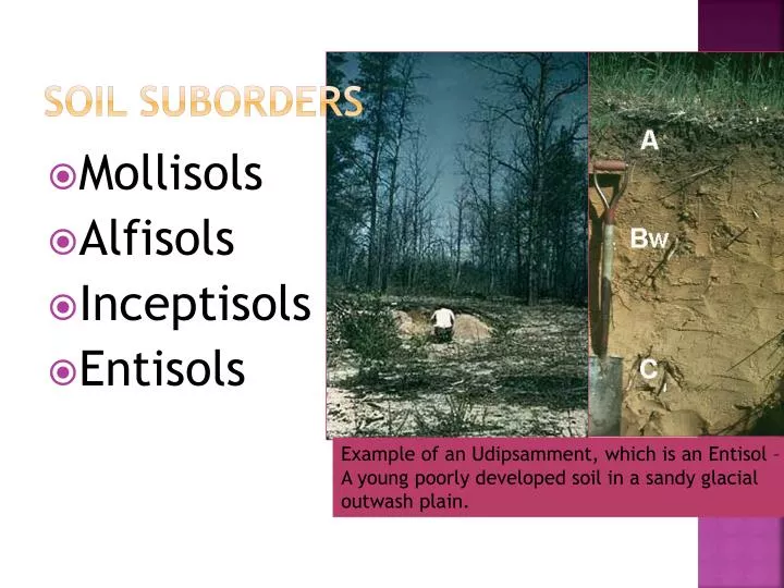 soil suborders