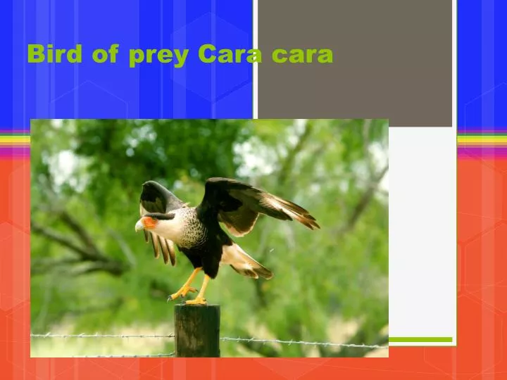 bird of prey cara cara