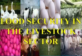 FOOD SECURITY IN THE LIVESTOCK SECTOR