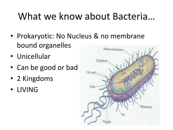 what we know about bacteria
