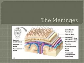 The Meninges