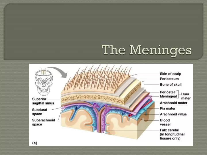 the meninges