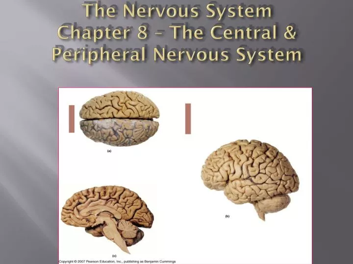 the nervous system chapter 8 the central peripheral nervous system