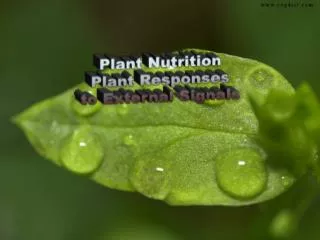 Plant Nutrition Plant Responses to External Signals