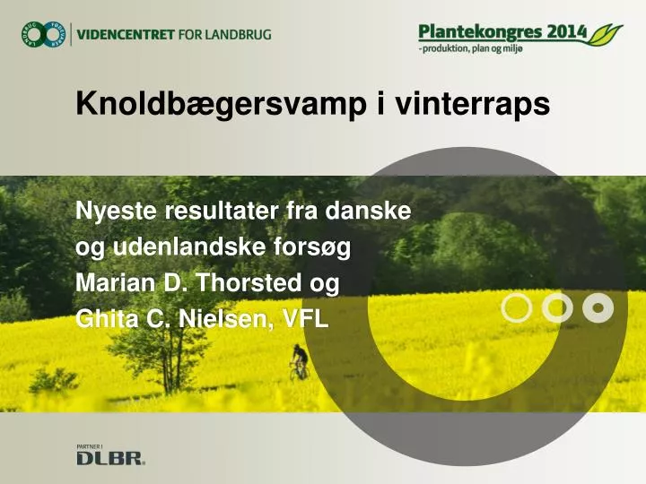 knoldb gersvamp i vinterraps