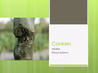 Cankers