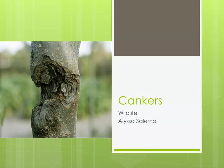 cankers