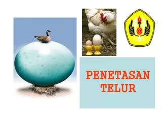 penetasan telur