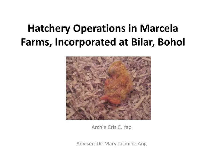 hatchery operations in marcela farms incorporated at bilar bohol