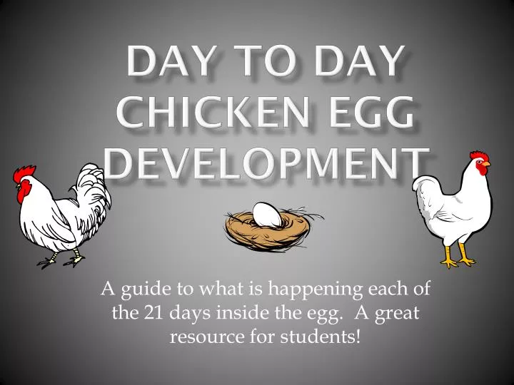 day to day chicken egg development